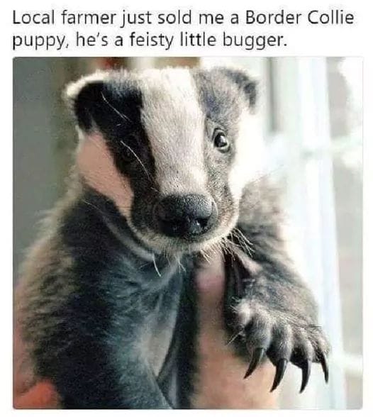 badger.jpg