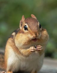 crazedchipmunk